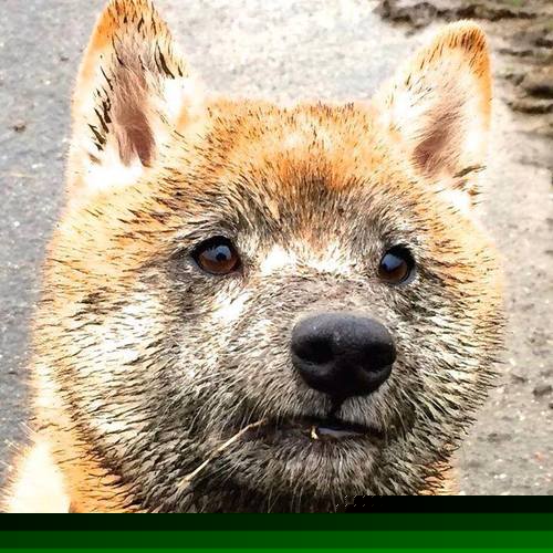 开云体育在线登入-_山地泥浆跑：挑战自然，突破自我_，泥浆地可以种庄稼吗